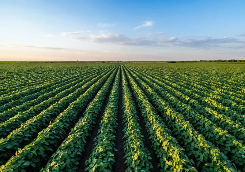 Blick über ein Feld mit Sojabohnen und blauem Himmel mit Wolken